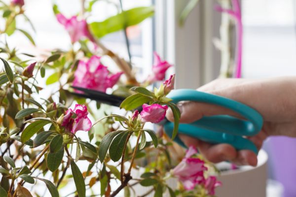 Azalea Pruning in Camarillo