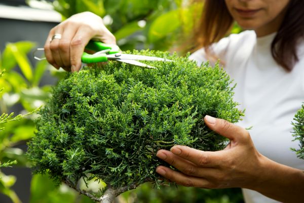Cost of Juniper Shrub Pruning in Camarillo