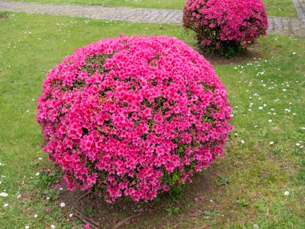 Cost of Rhododendron Pruning in Camarillo
