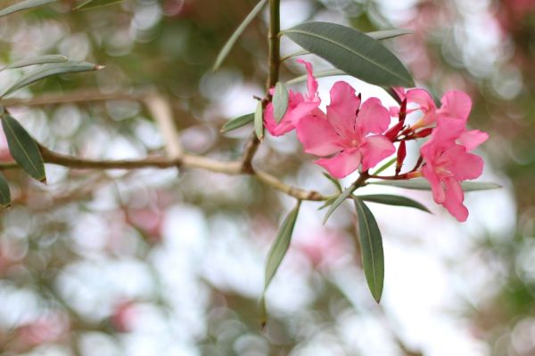 Cost of Oleander Removal in Camarillo