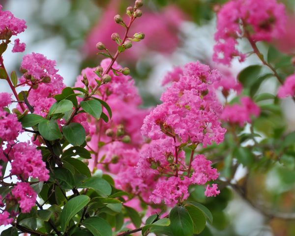 Cost of Crepe Myrtle Removal in Camarillo