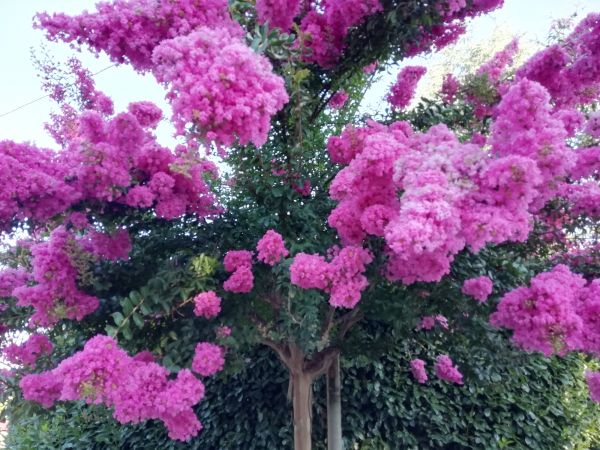 Cost of Crape Myrtle Pruning in Camarillo