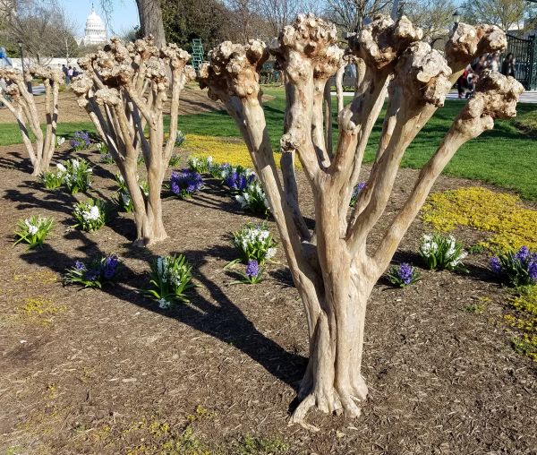 Cost of Myrtle Tree Removal in Camarillo