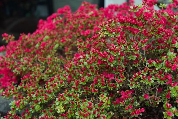 Cost of Weigela Removal Service in Camarillo