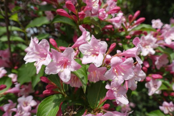 Cost of Weigela Pruning Service in Camarillo