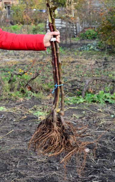 Cost of Shrub Root Removal in Camarillo