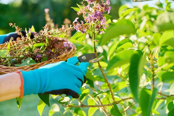 Cost of Lilac Trimming Service in Camarillo