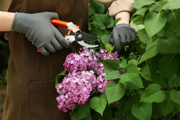 Cost of Lilac Pruning Service in Camarillo