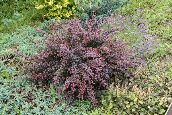 Cost of Japanese Barberry Removal in Camarillo