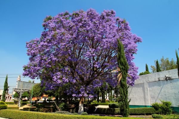 Cost of Jacaranda Pruning in Camarillo