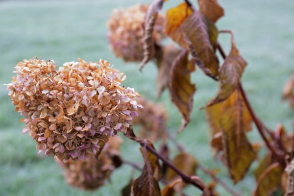 Cost of Hydrangea Removal in Camarillo