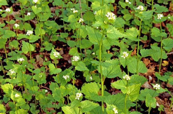 Cost of Garlic Mustard Removal in Camarillo
