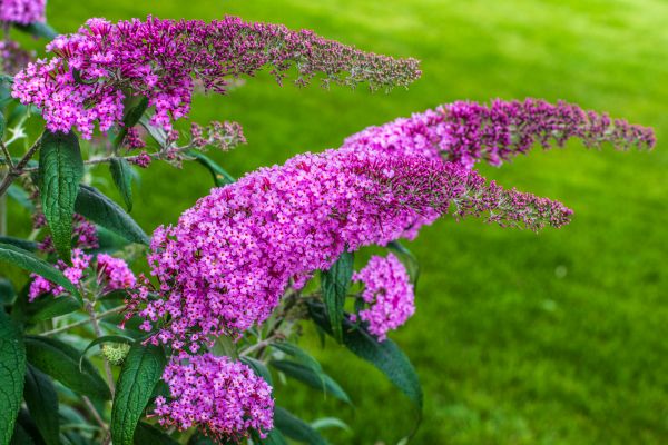 Cost of Butterfly Bush Removal in Camarillo