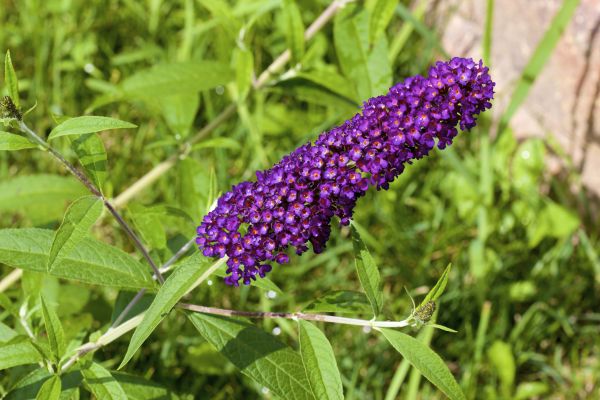 Butterfly Bush Pruning in Camarillo