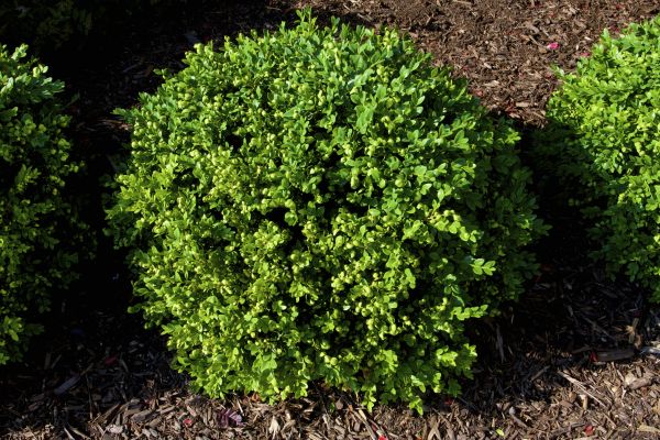 Cost of Boxwood Removal in Camarillo