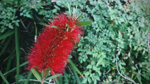 Cost of Bottlebrush Pruning in Camarillo