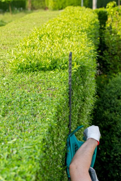Hedge Trimming in Camarillo